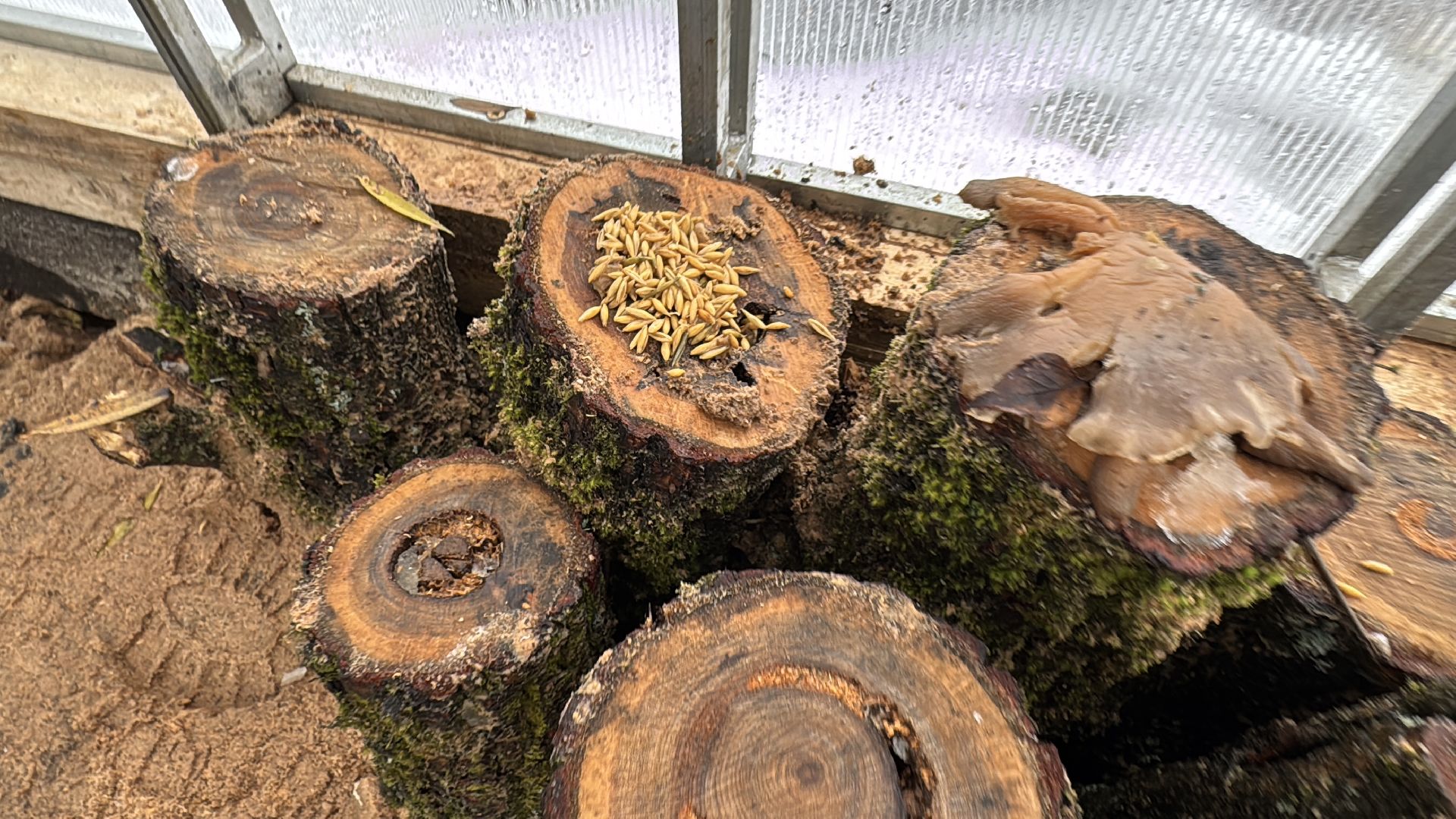 Грибы в Одинцово, Экология, Эксперимент школьника,