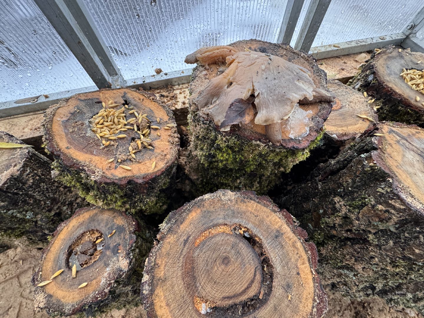 Грибы в Одинцово, Экология, Эксперимент школьника,