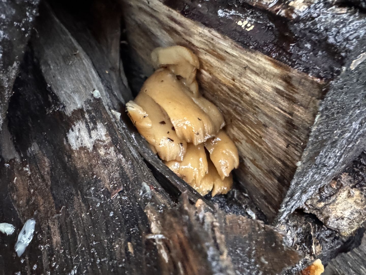 Грибы в Одинцово, Экология, Эксперимент школьника,