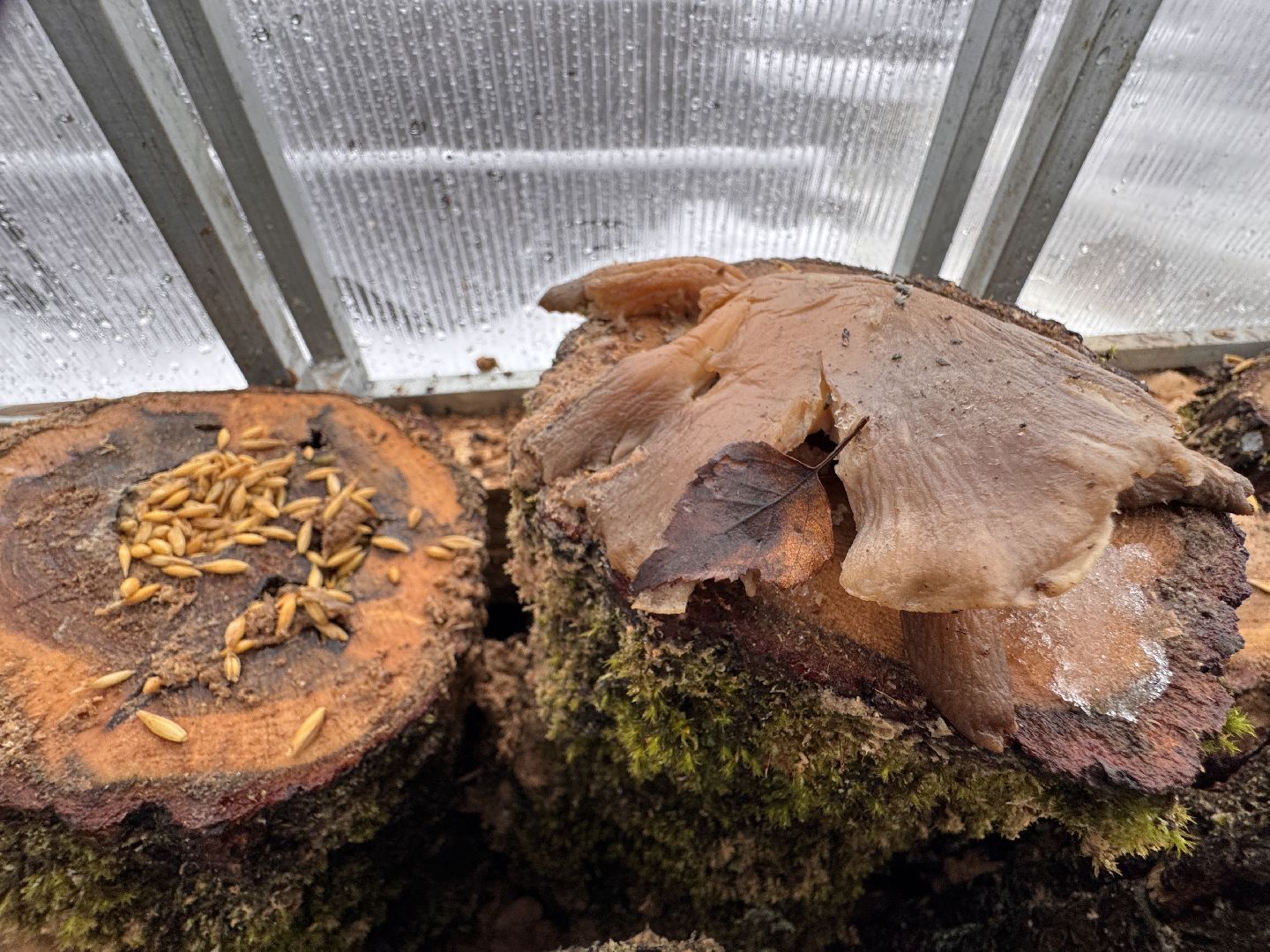 Грибы в Одинцово, Экология, Эксперимент школьника,