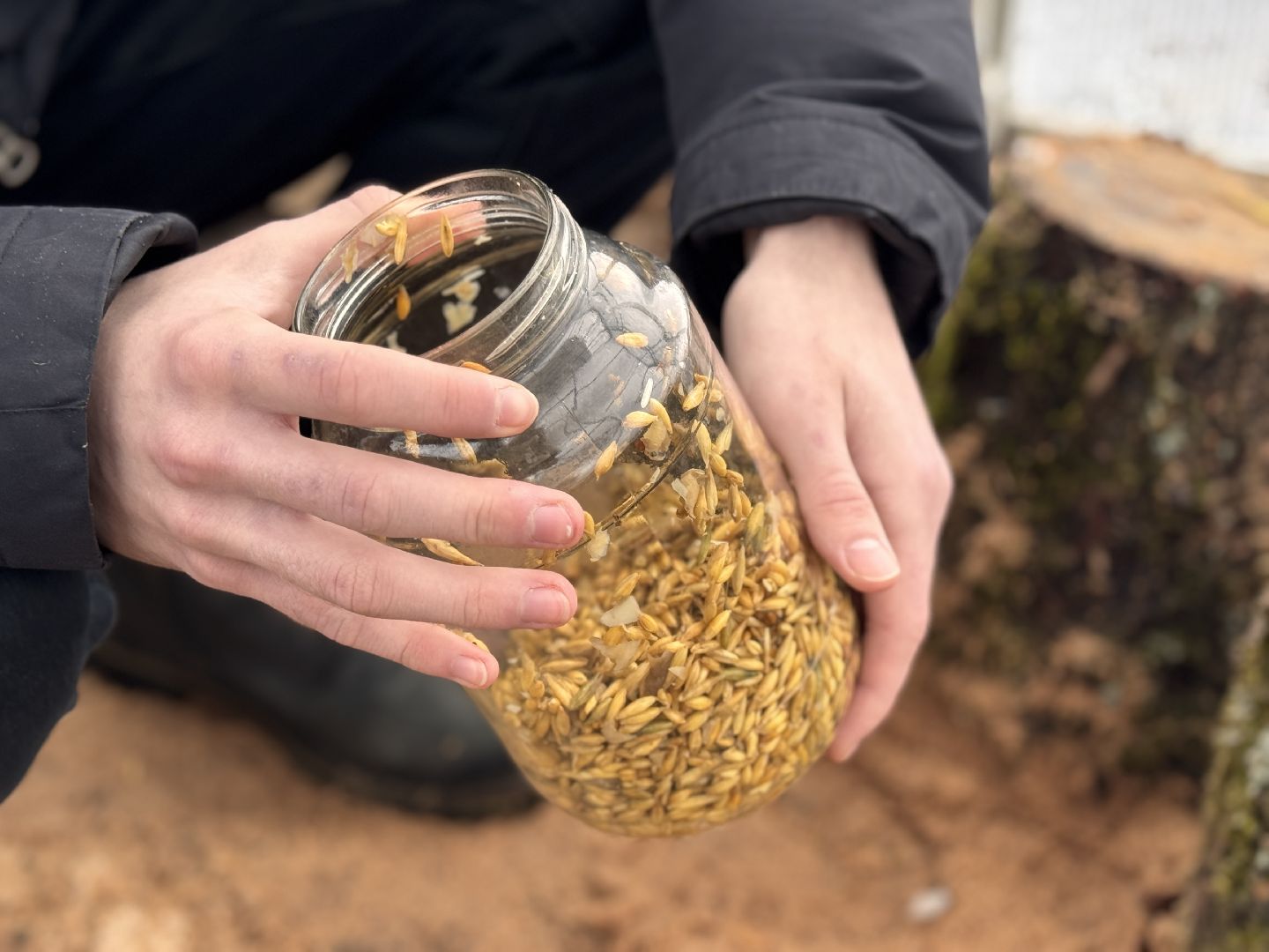 Грибы в Одинцово, Экология, Эксперимент школьника,