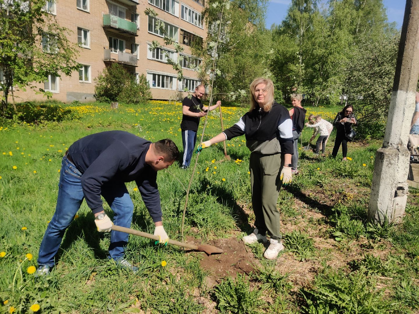 Красноармейск, Пушкинский, Лес Победы, аллея рябин, саженцы