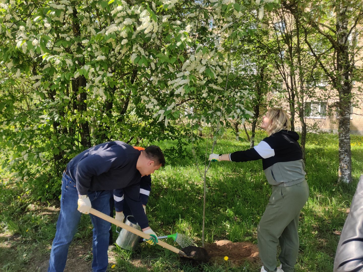 Красноармейск, Пушкинский, Лес Победы, аллея рябин, саженцы