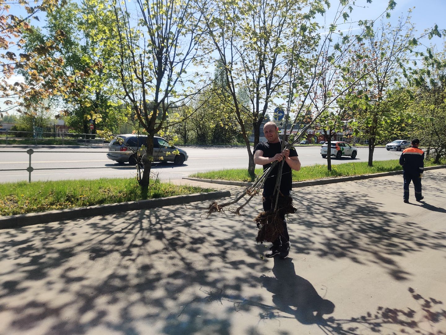 Красноармейск, Пушкинский, Лес Победы, аллея рябин, саженцы