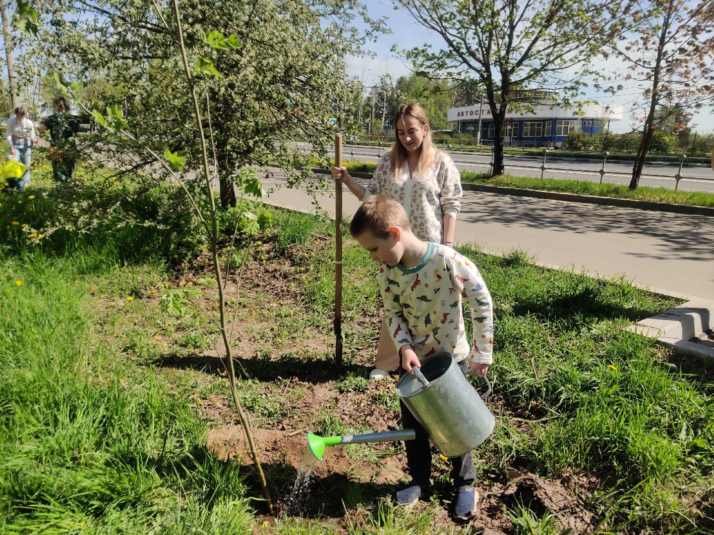 Красноармейск, Пушкинский, Лес Победы, аллея рябин, саженцы