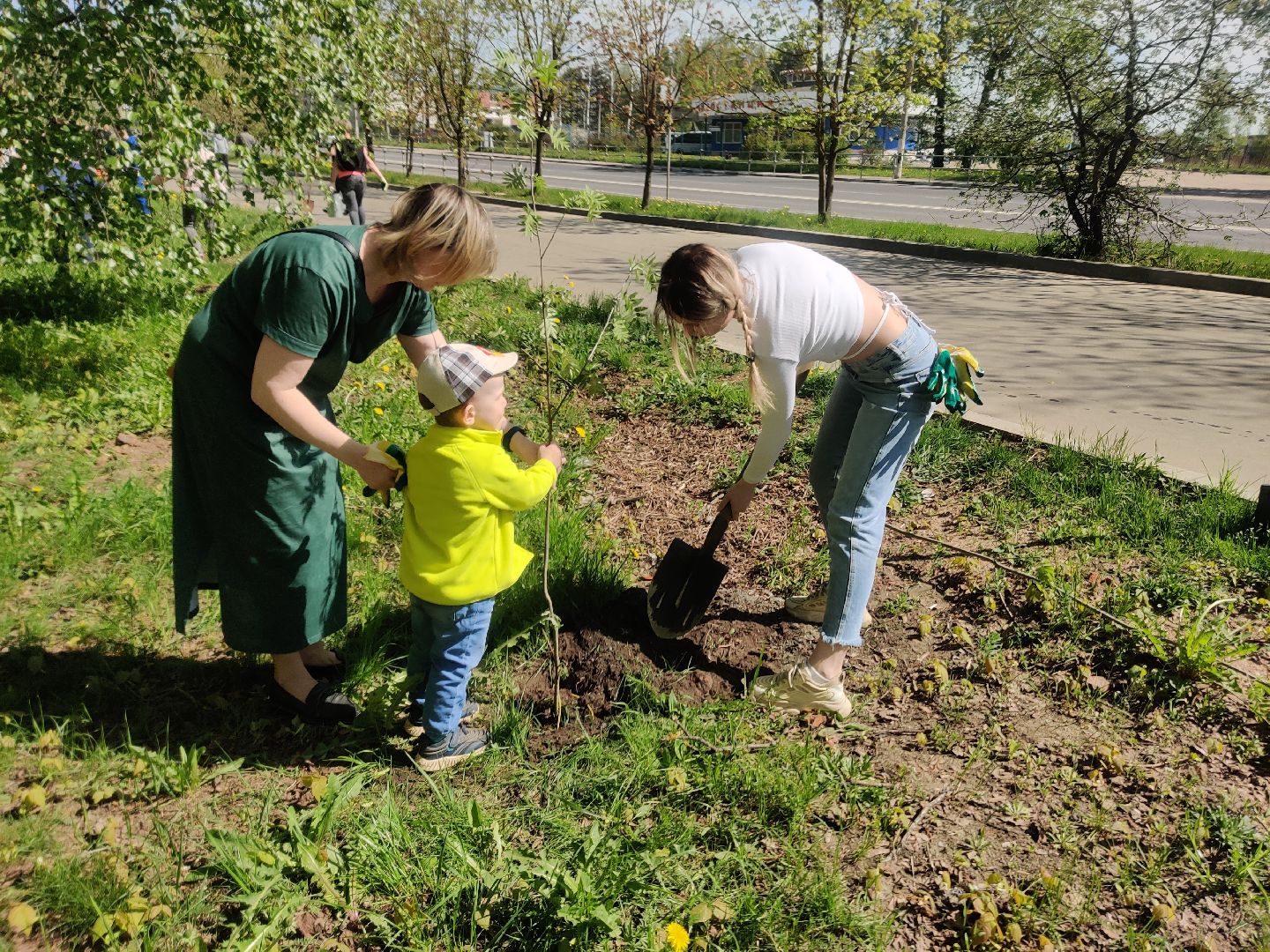 Красноармейск, Пушкинский, Лес Победы, аллея рябин, саженцы