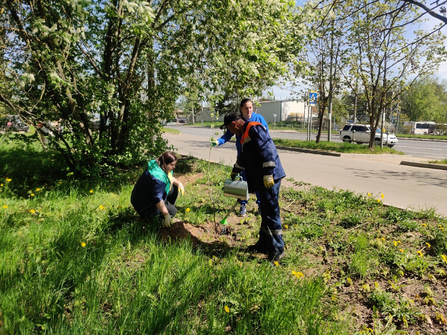 Красноармейск, Пушкинский, Лес Победы, аллея рябин, саженцы