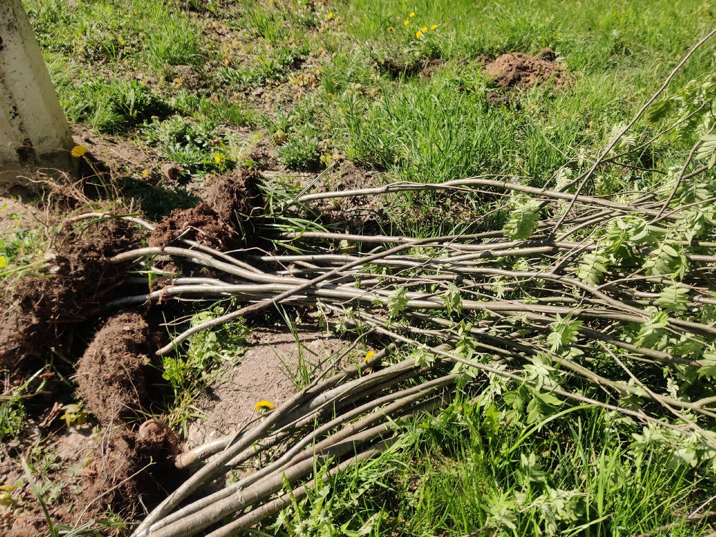 Красноармейск, Пушкинский, Лес Победы, аллея рябин, саженцы