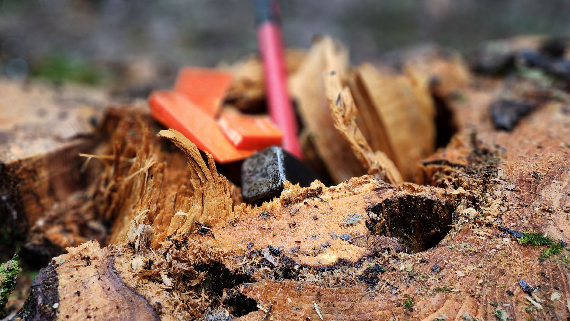 Руза, Лесничество, санитарная вырубка леса, Экология,