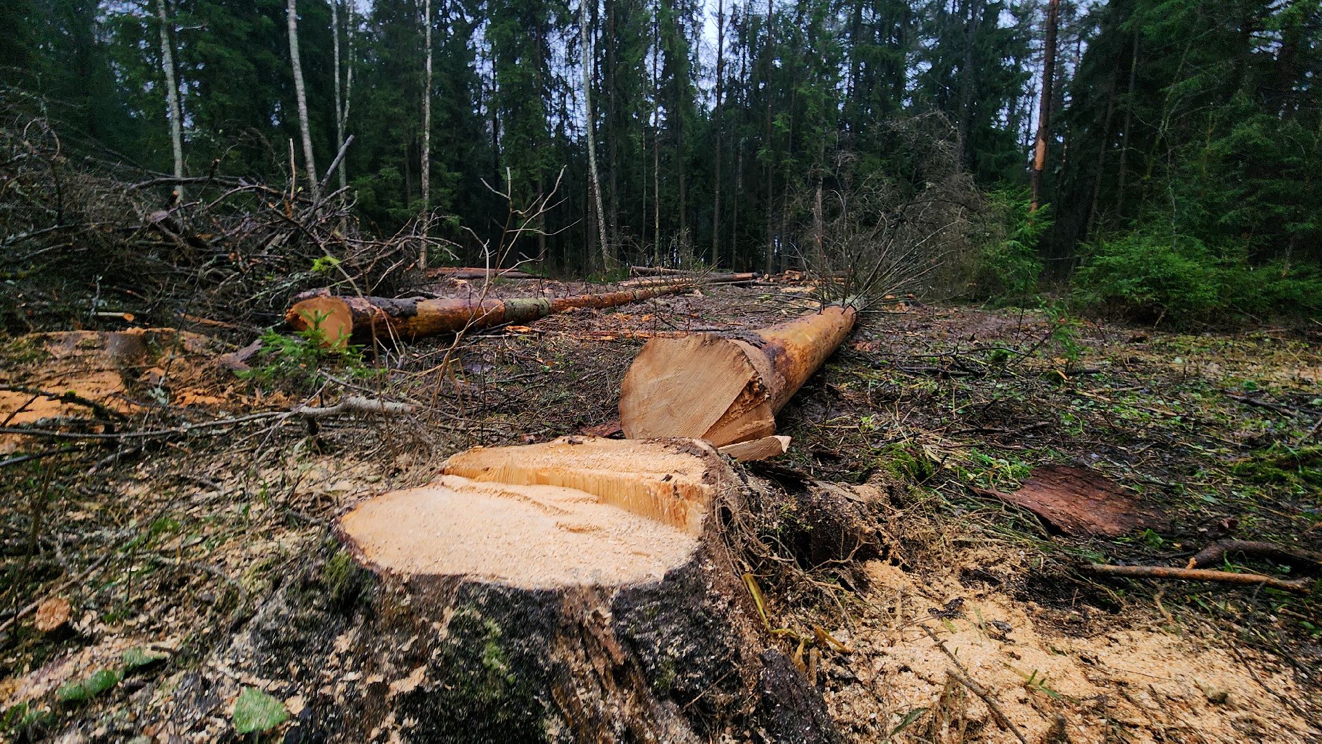 Руза, Лесничество, санитарная вырубка леса, Экология,