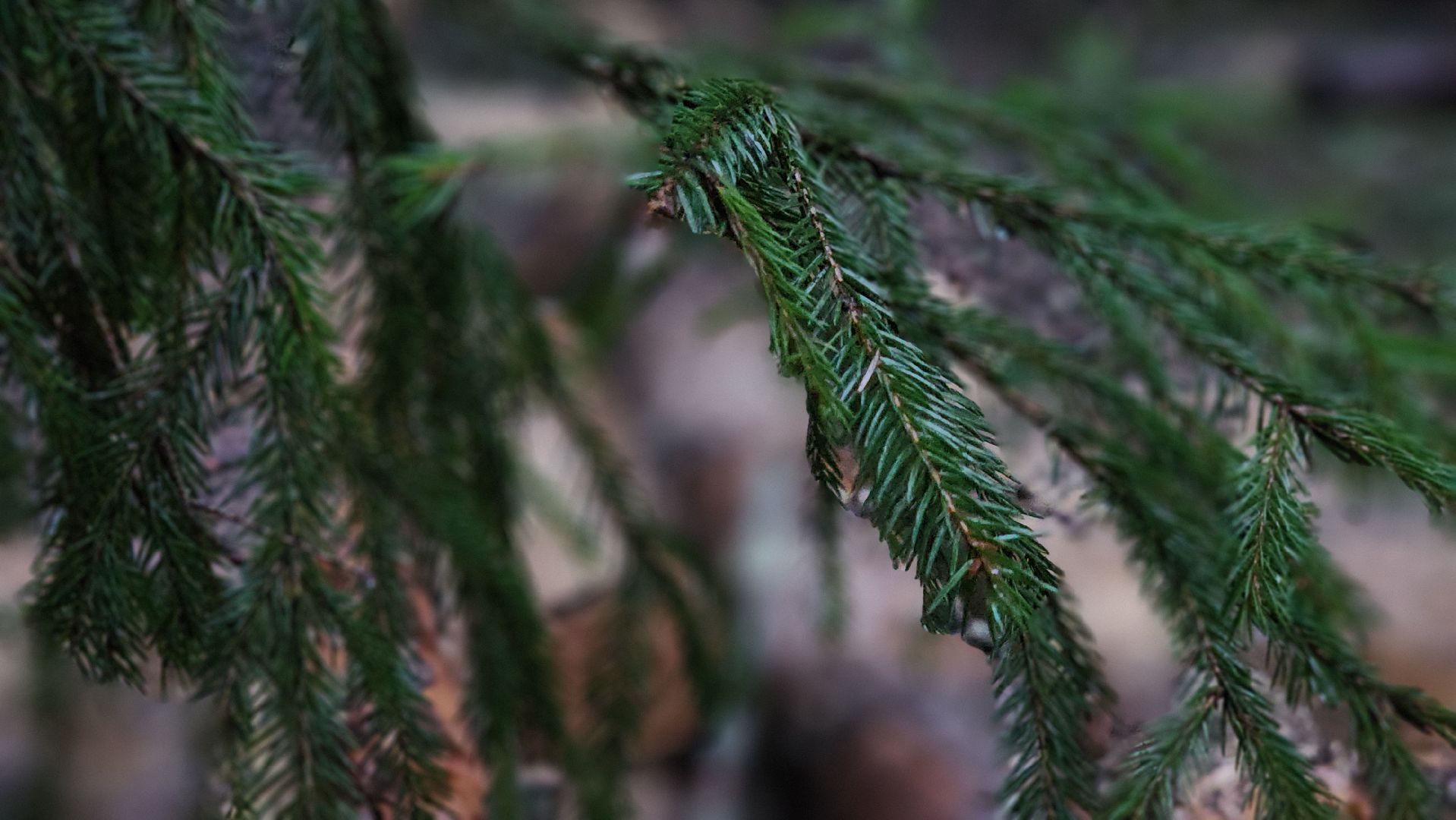 Руза, Лесничество, санитарная вырубка леса, Экология,