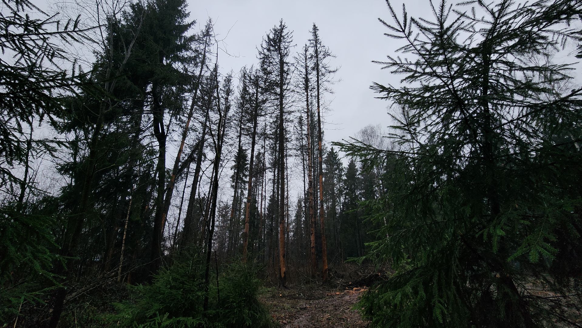 Руза, Лесничество, санитарная вырубка леса, Экология,