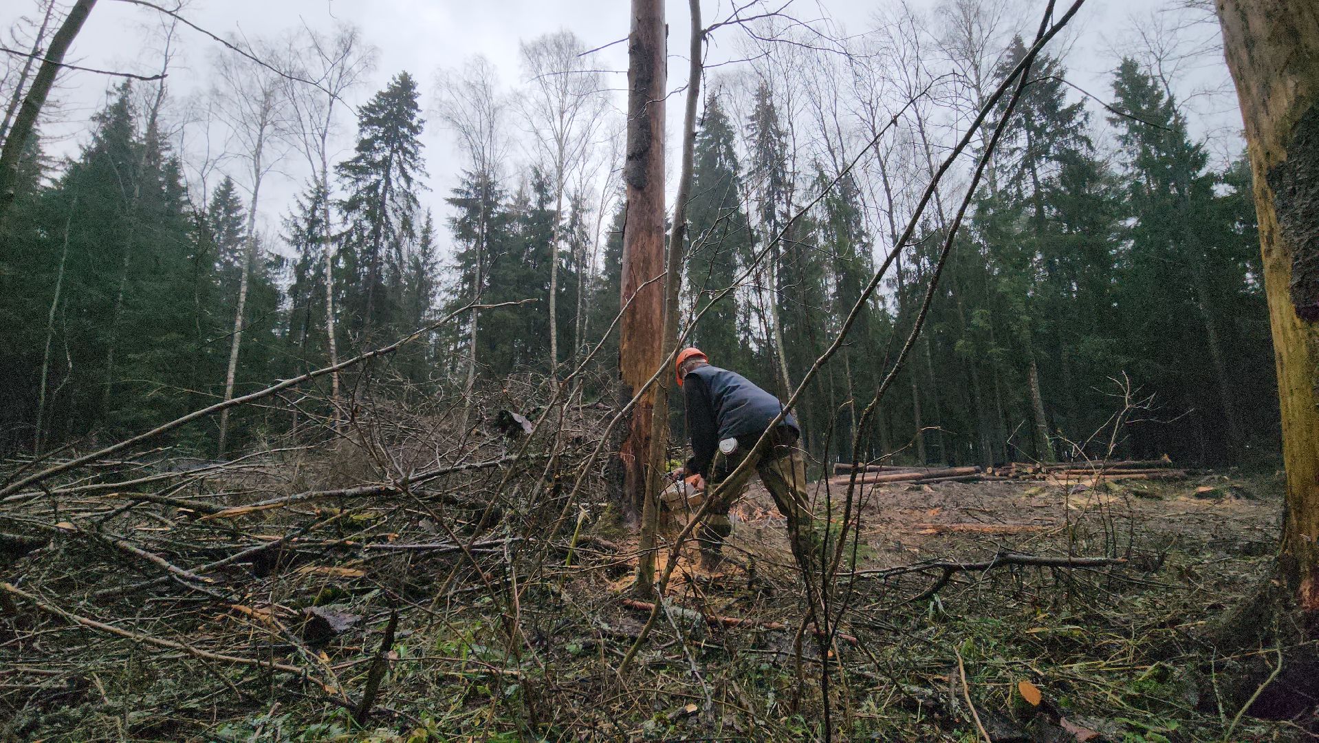 Руза, Лесничество, санитарная вырубка леса, Экология,