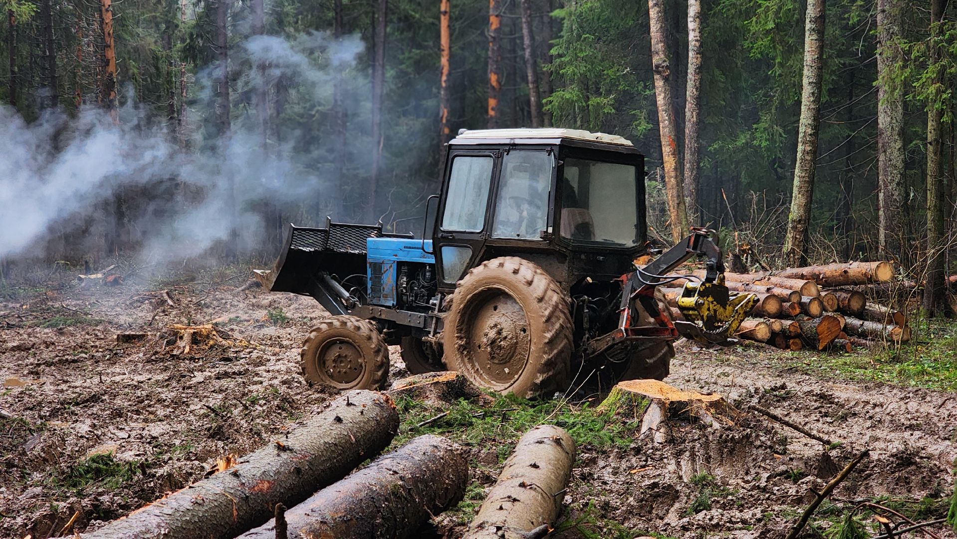 Руза, Лесничество, санитарная вырубка леса, Экология,