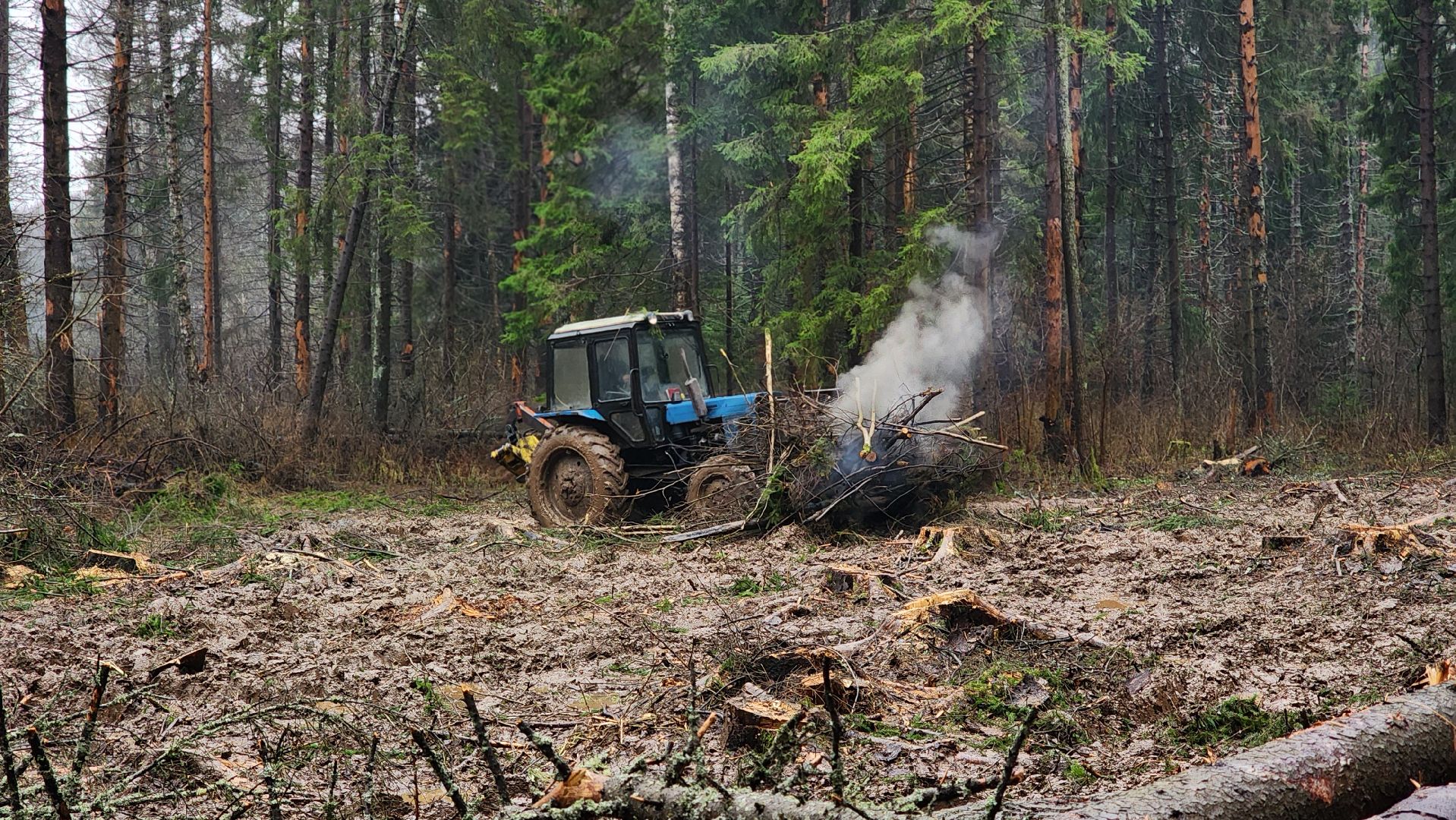 Руза, Лесничество, санитарная вырубка леса, Экология,