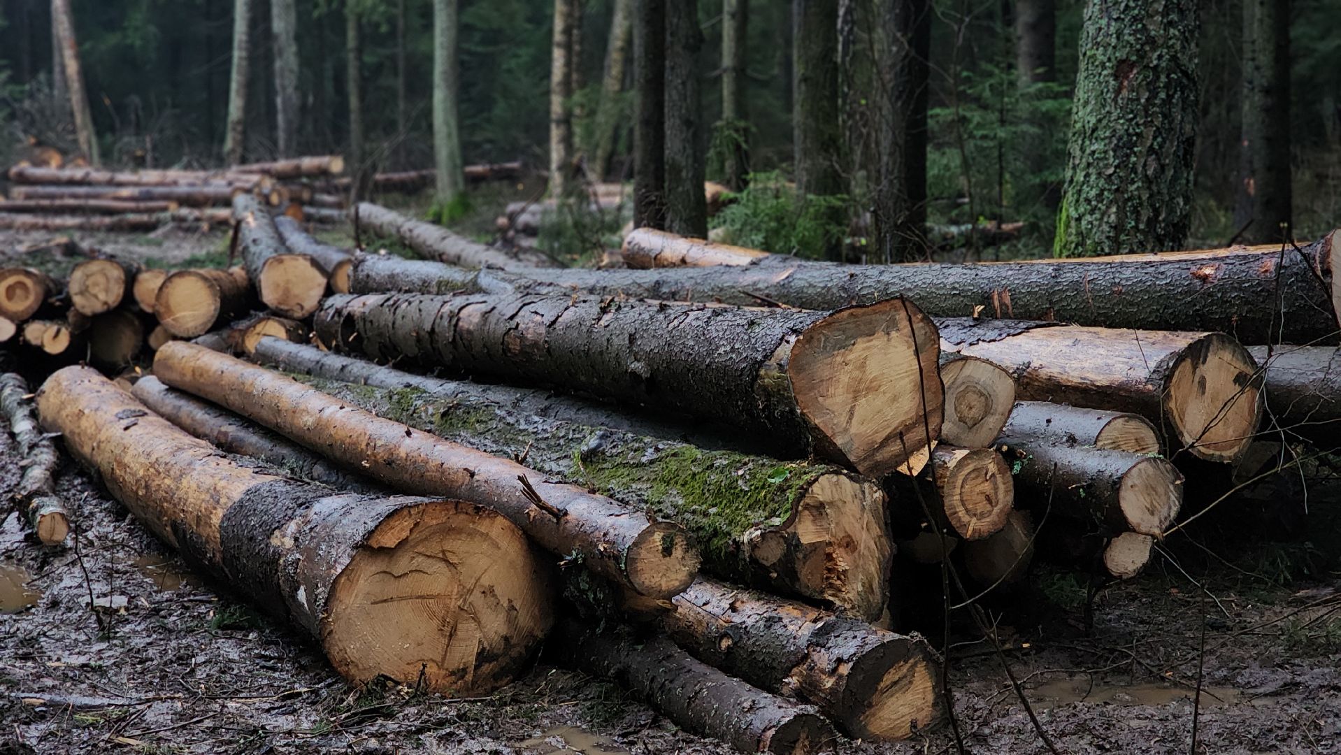 Руза, Лесничество, санитарная вырубка леса, Экология,