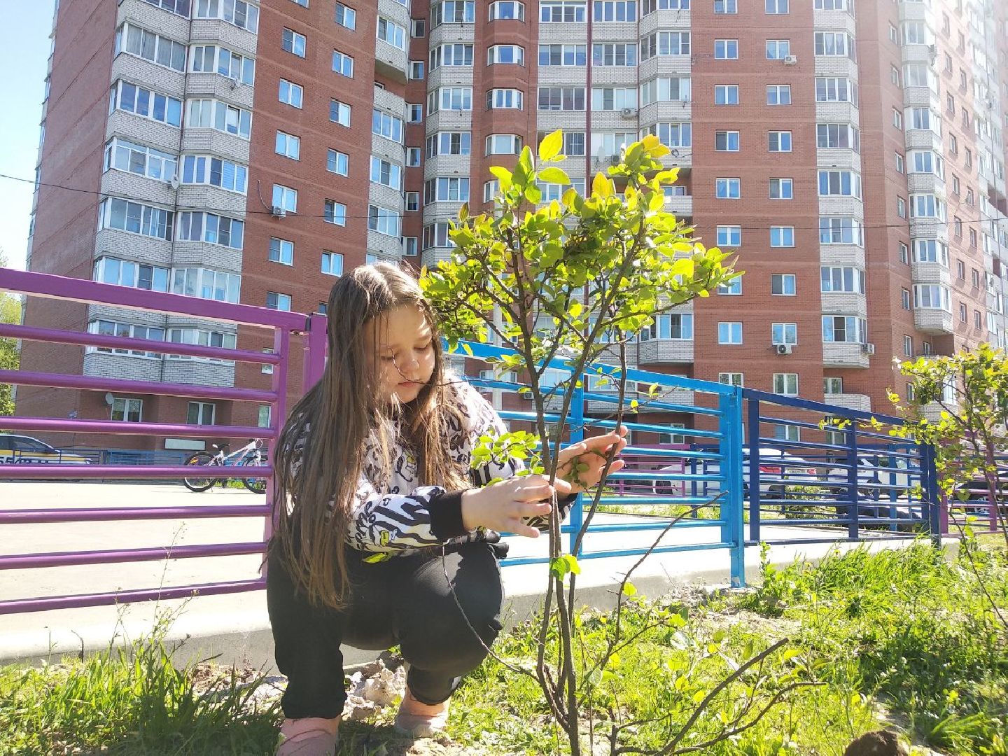 Дмитров, Лес Победы, Минэкологии МО, Мин ЖКХ МО