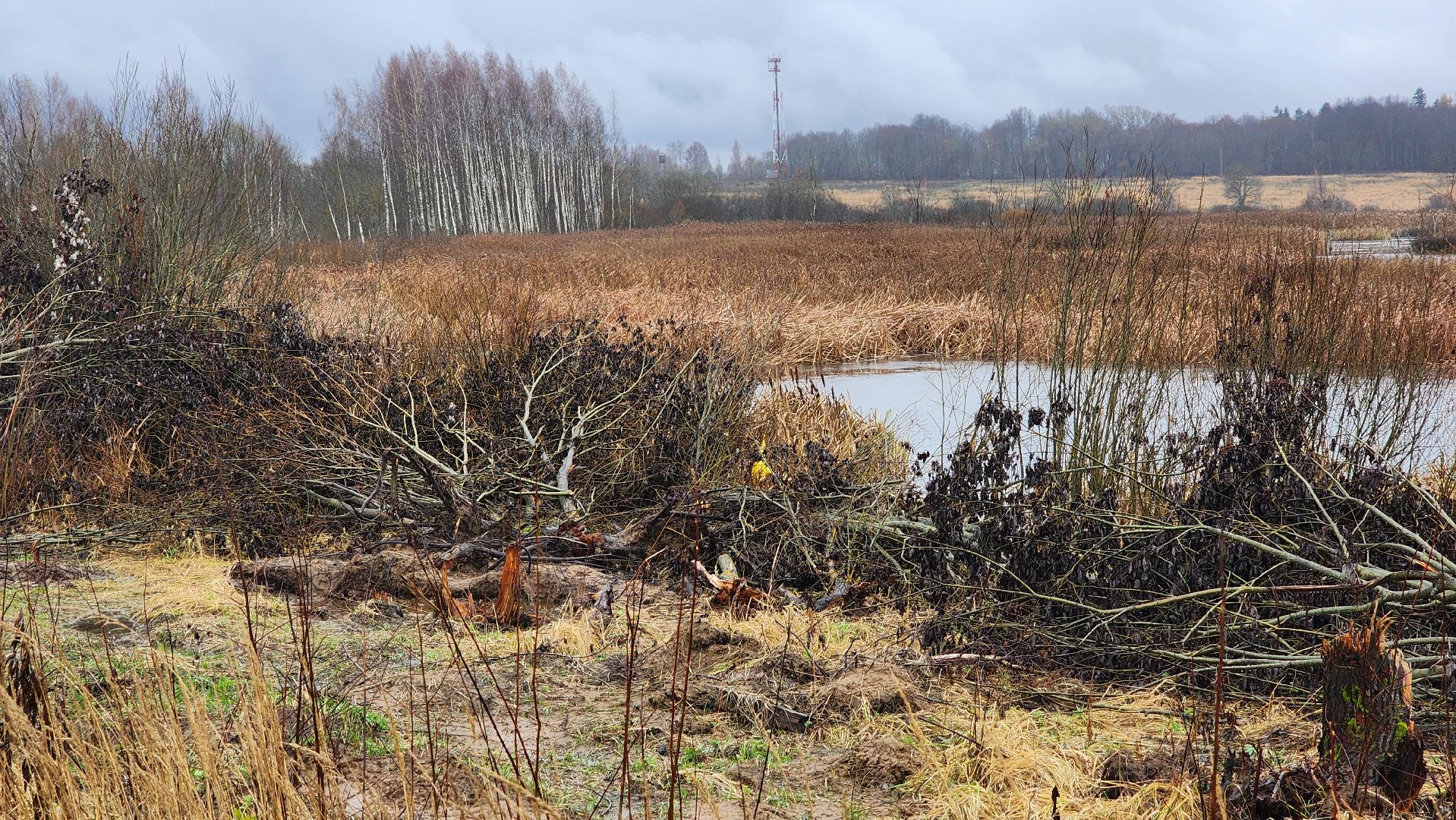 клин, папивино, добродел, очистка водоемов,