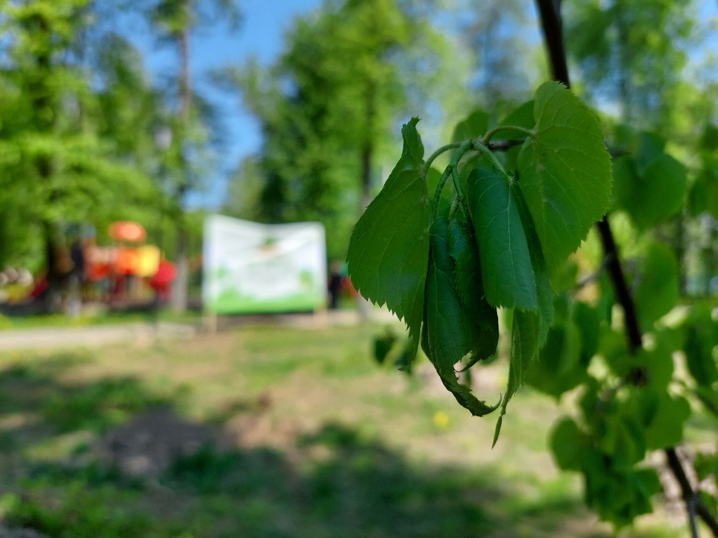 лес победы, жители, общество, акция, память
