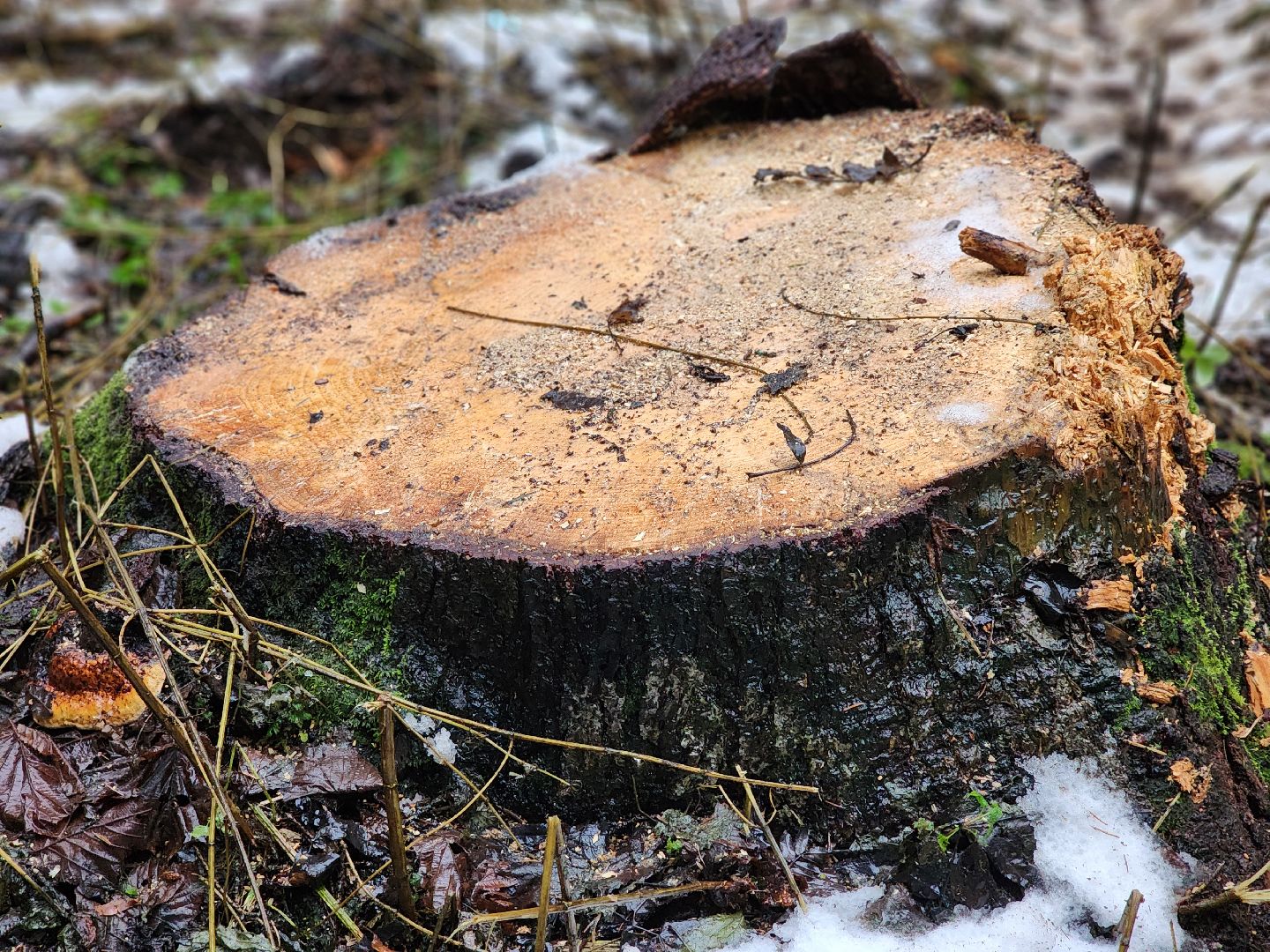 сергиев посад, сергиево-посадский городской округ, деулино, деулинская слобода, лес, естественное лесовосстановление, санитарная рубка леса, мособллес,