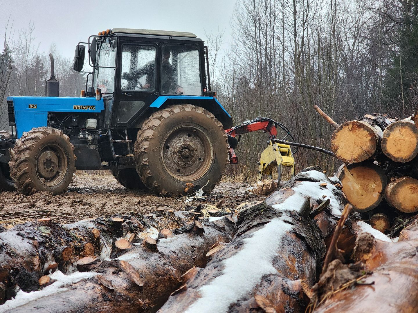 сергиев посад, сергиево-посадский городской округ, деулино, деулинская слобода, лес, естественное лесовосстановление, санитарная рубка леса, мособллес,