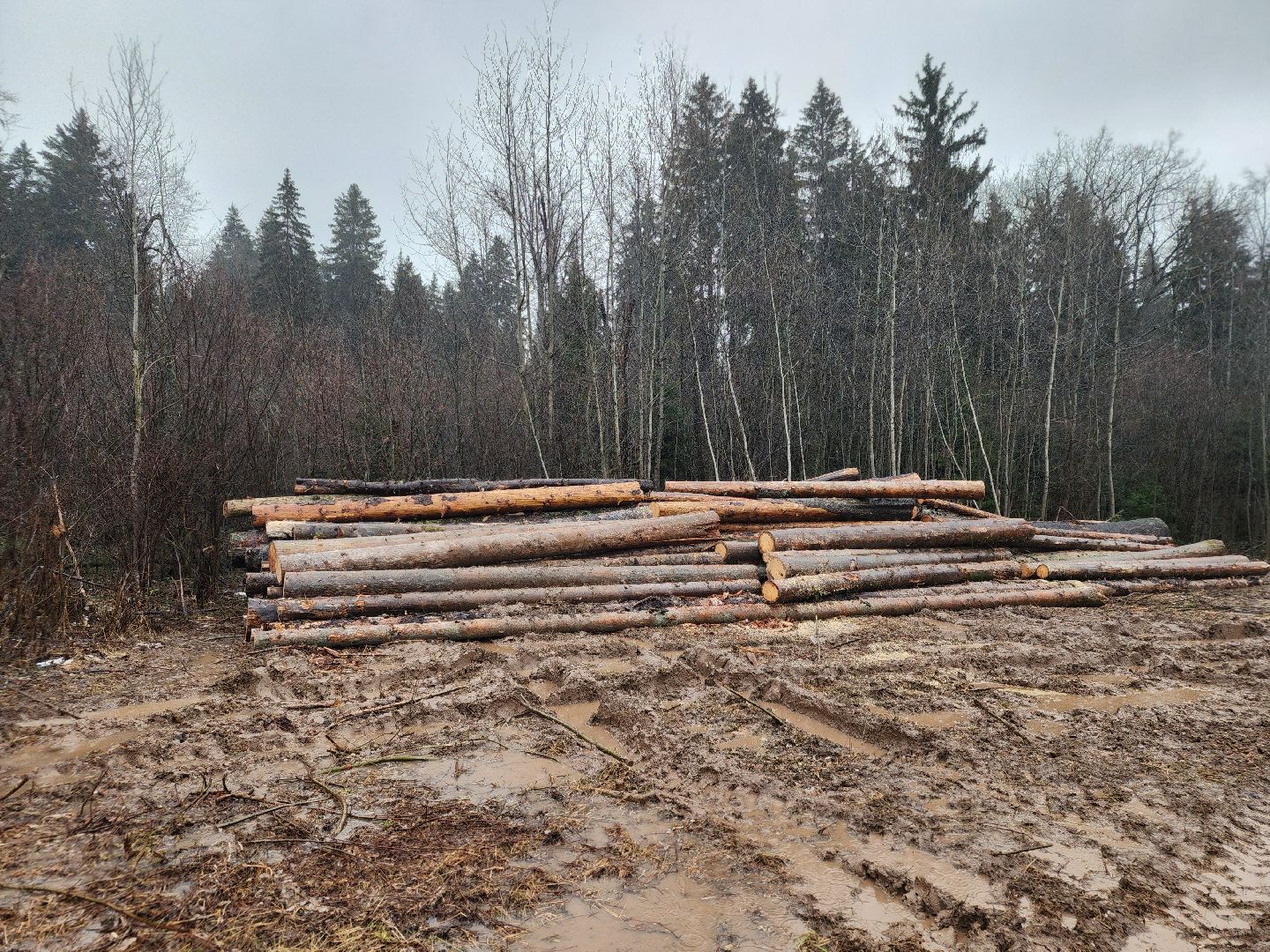 сергиев посад, сергиево-посадский городской округ, деулино, деулинская слобода, лес, естественное лесовосстановление, санитарная рубка леса, мособллес,