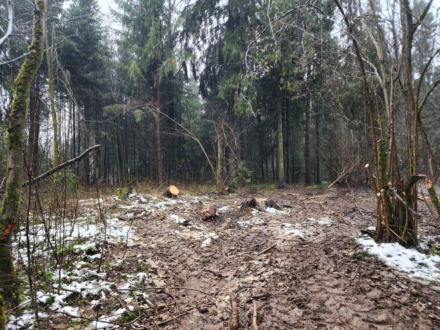 сергиев посад, сергиево-посадский городской округ, деулино, деулинская слобода, лес, естественное лесовосстановление, санитарная рубка леса, мособллес,