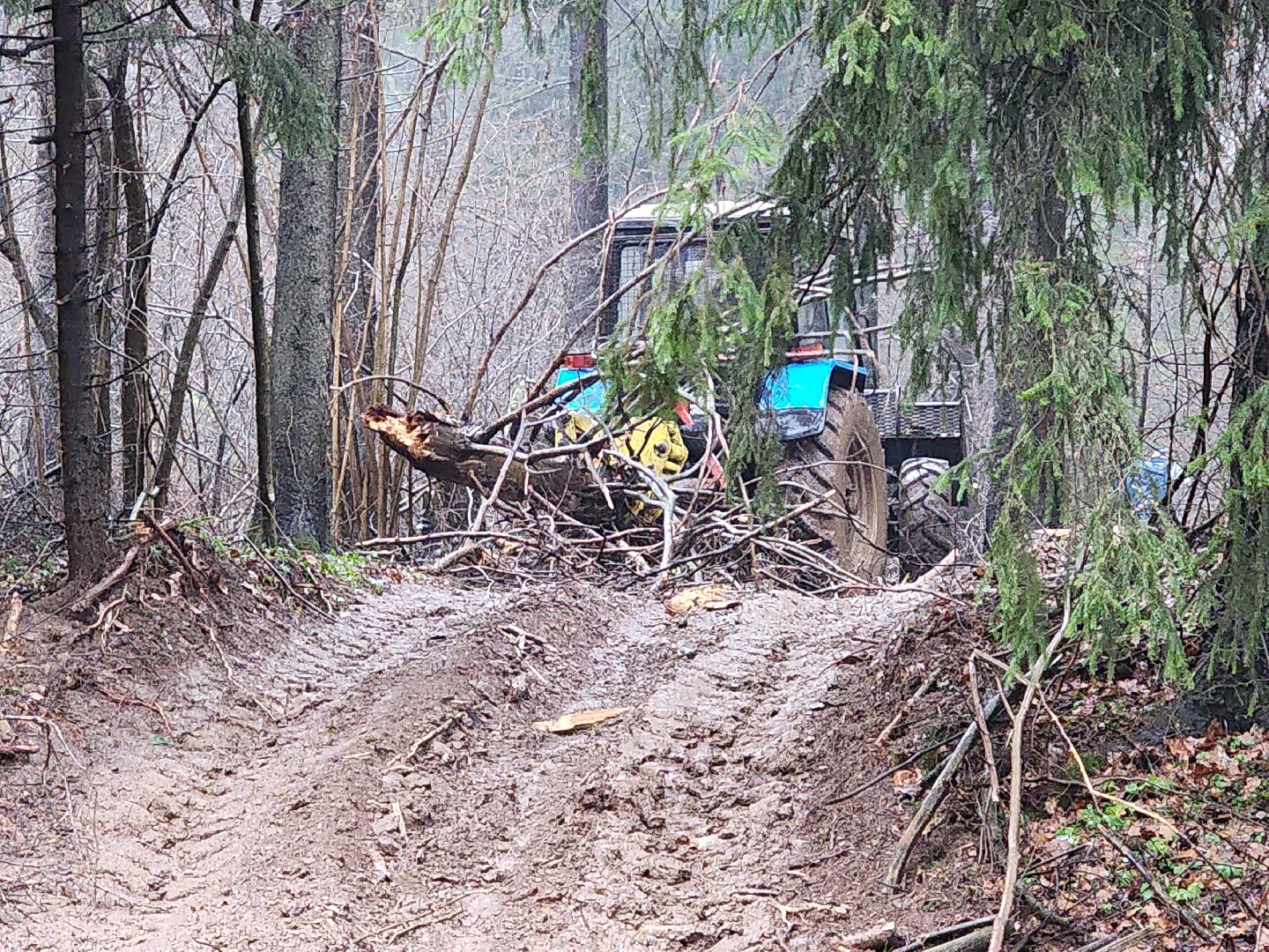 сергиев посад, сергиево-посадский городской округ, деулино, деулинская слобода, лес, естественное лесовосстановление, санитарная рубка леса, мособллес,