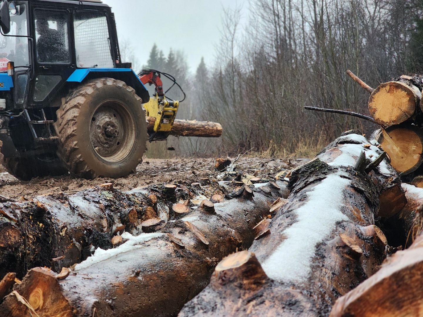 сергиев посад, сергиево-посадский городской округ, деулино, деулинская слобода, лес, естественное лесовосстановление, санитарная рубка леса, мособллес,