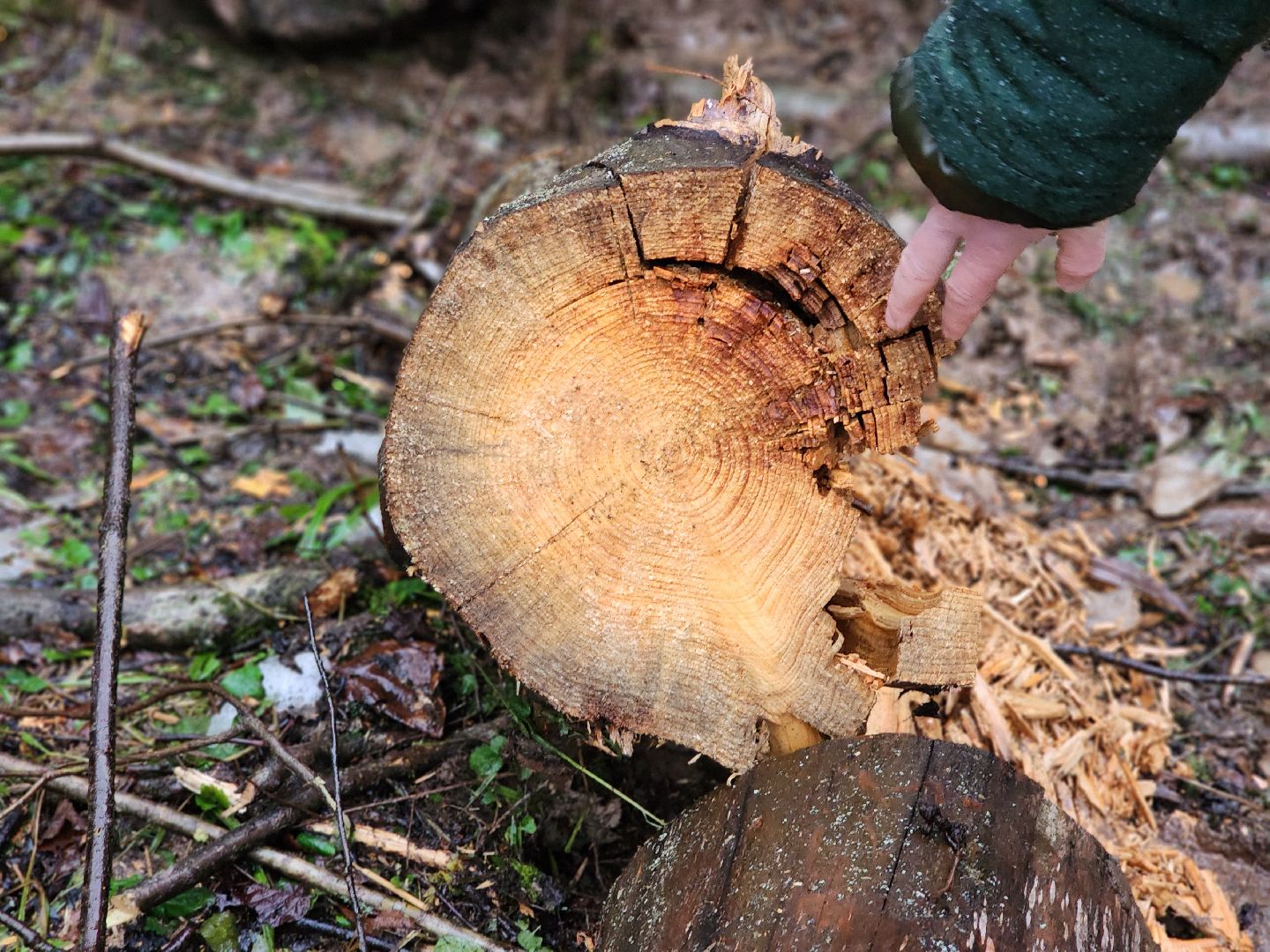 сергиев посад, сергиево-посадский городской округ, деулино, деулинская слобода, лес, естественное лесовосстановление, санитарная рубка леса, мособллес,