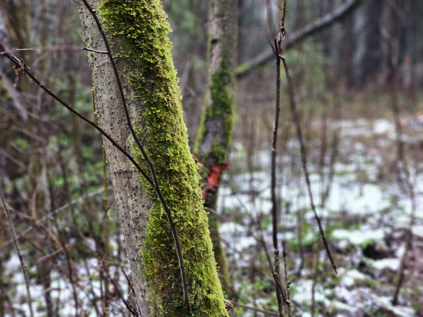 сергиев посад, сергиево-посадский городской округ, деулино, деулинская слобода, лес, естественное лесовосстановление, санитарная рубка леса, мособллес,