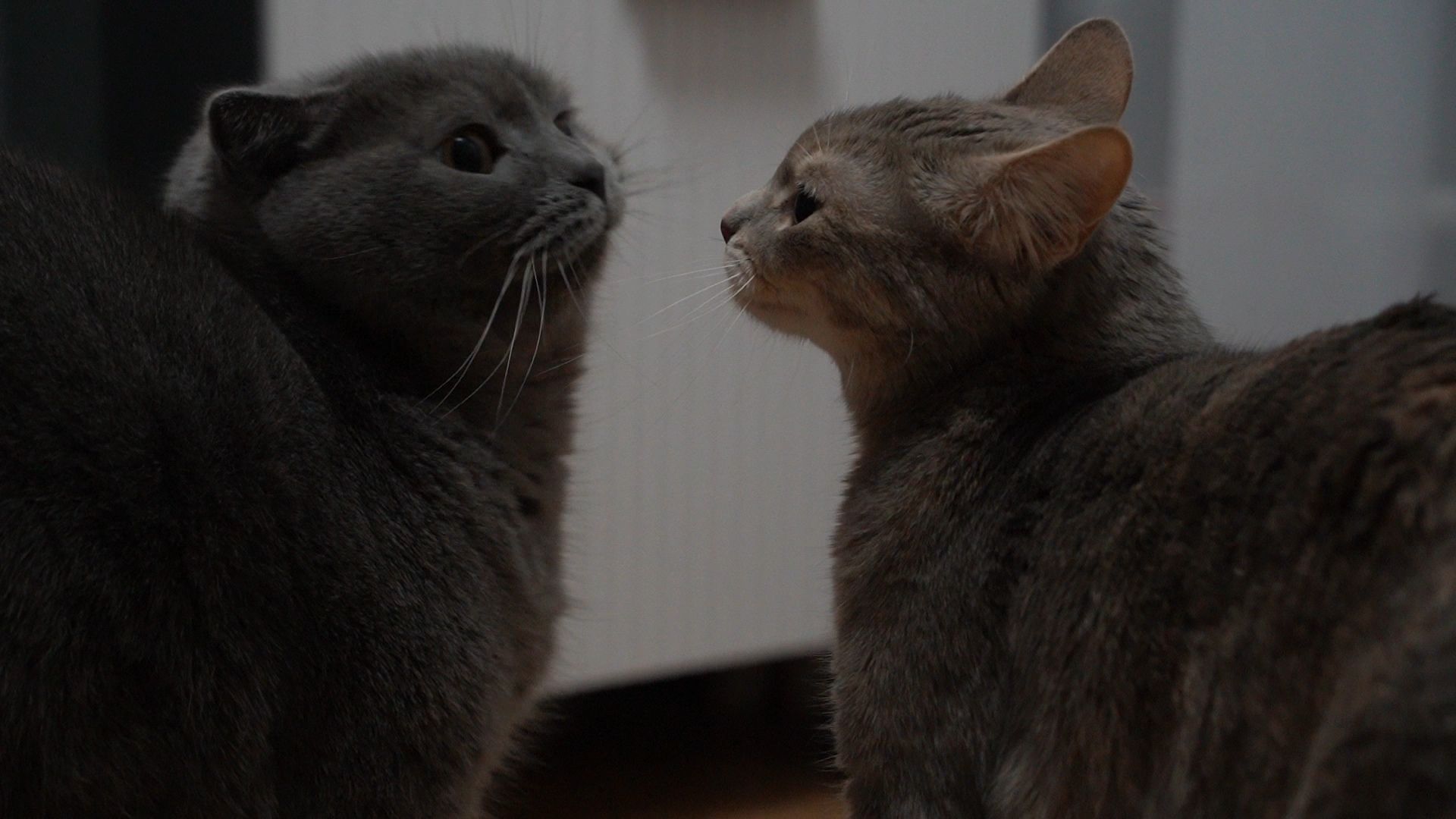 Егорьевск, Подмосковье, Московская область,