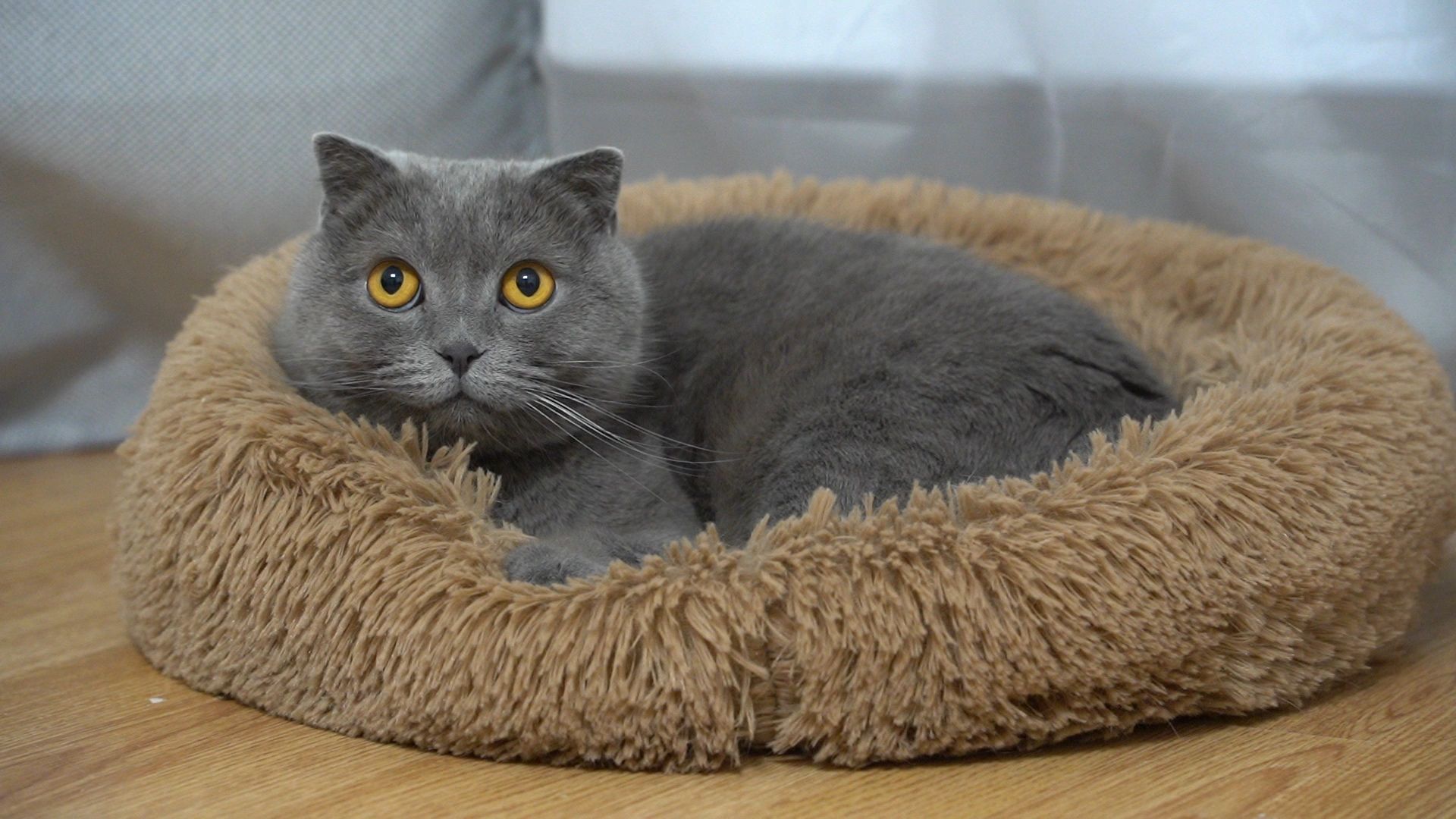 Егорьевск, Подмосковье, Московская область,