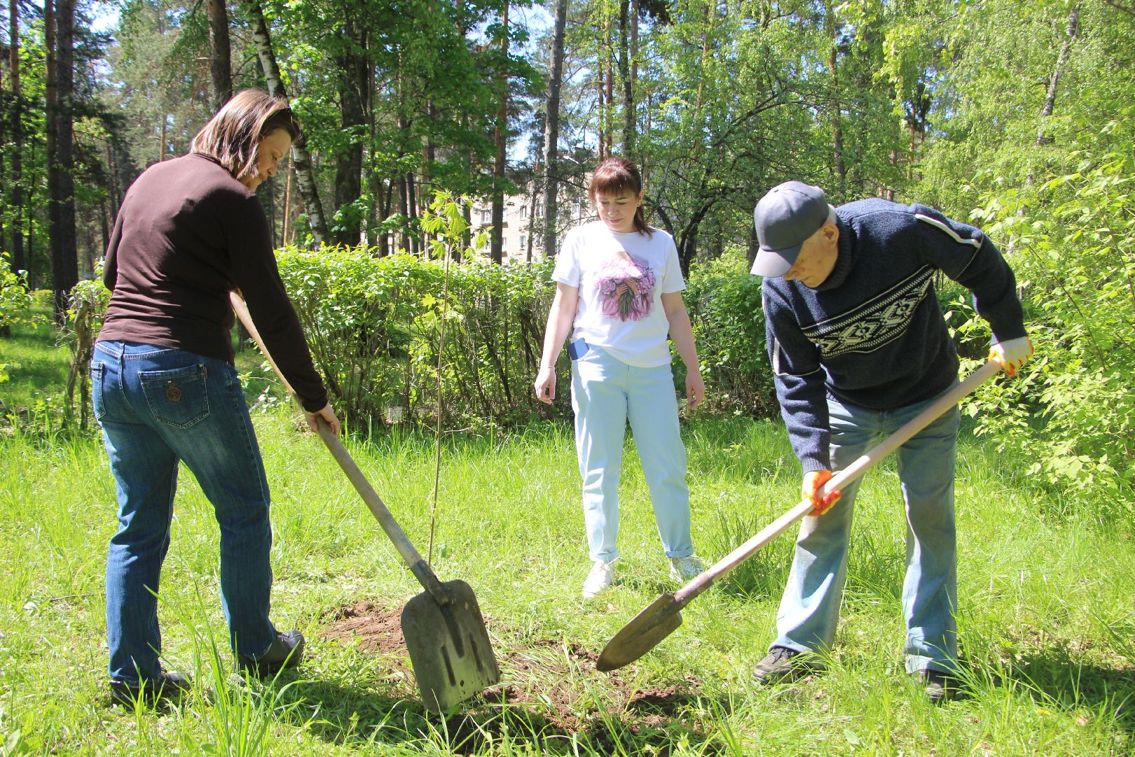 Лес Победы, клены, Протвино, акция, озеленение, экология