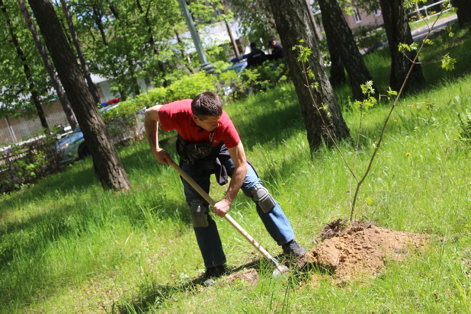 Лес Победы, клены, Протвино, акция, озеленение, экология