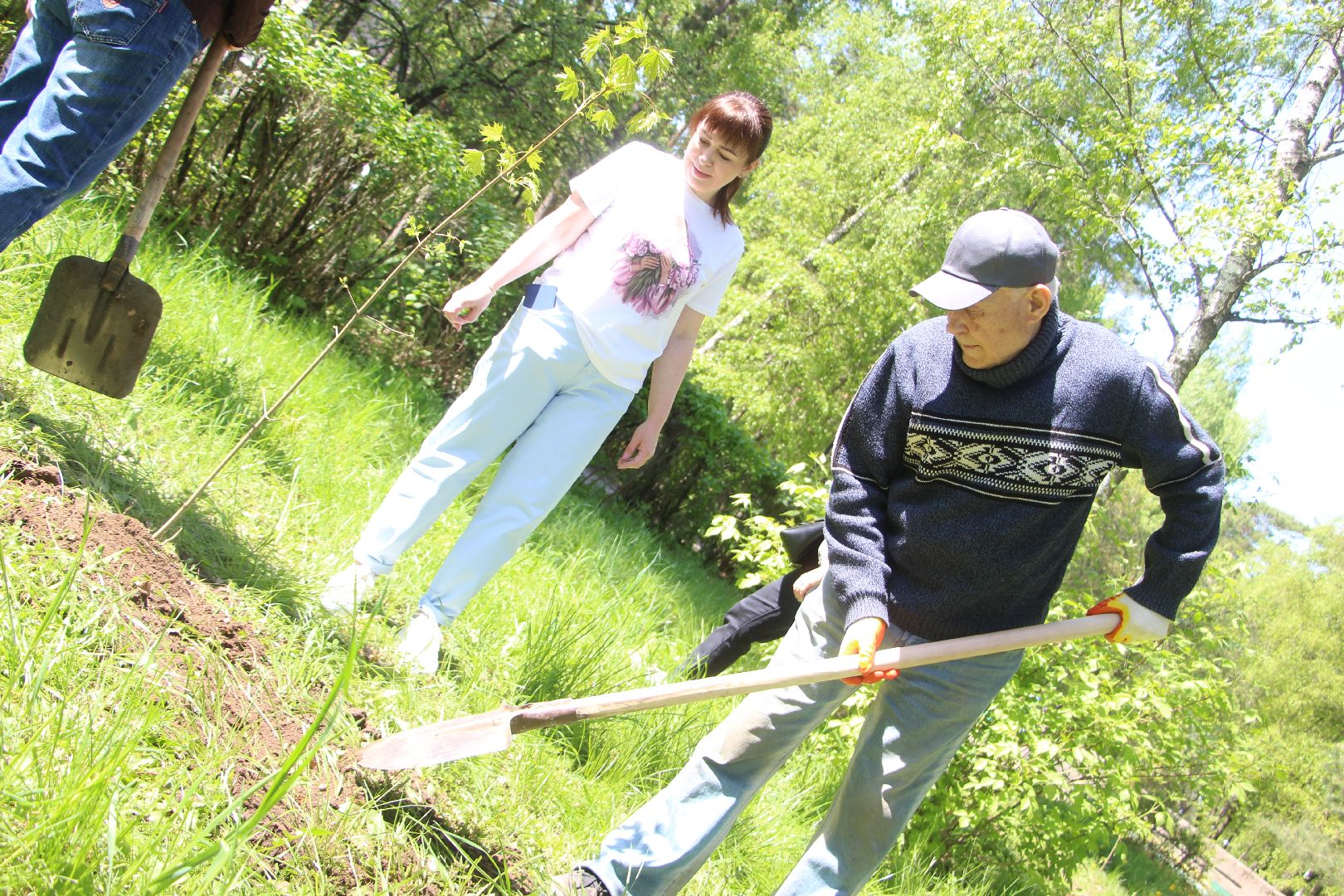 Лес Победы, клены, Протвино, акция, озеленение, экология