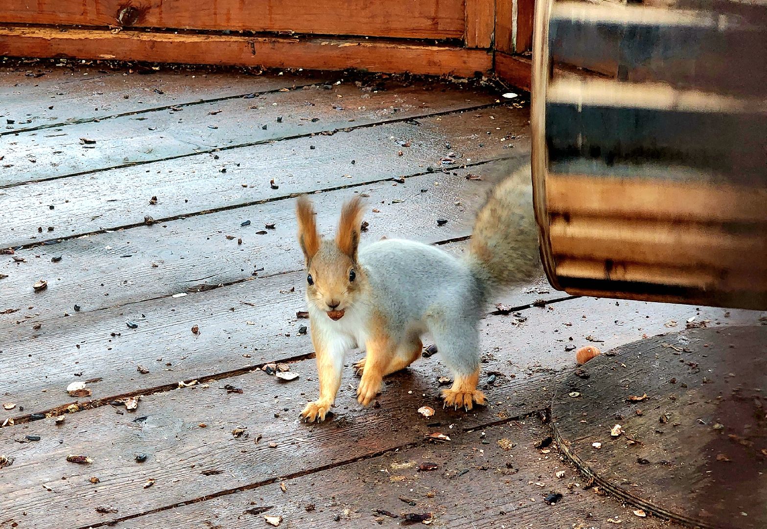 белки в парке, ликино-дулево, орехово-зуевский округ,