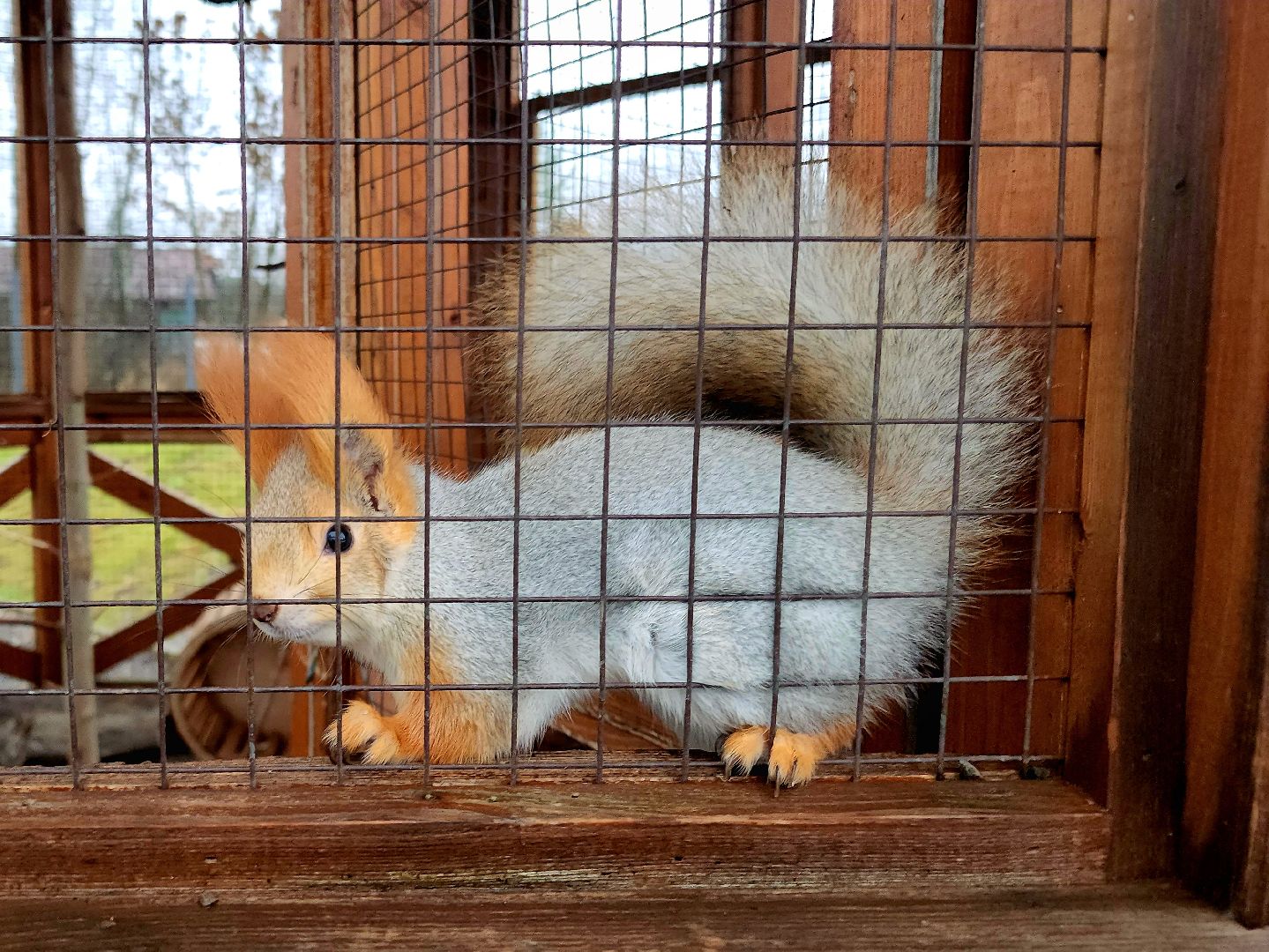 белки в парке, ликино-дулево, орехово-зуевский округ,