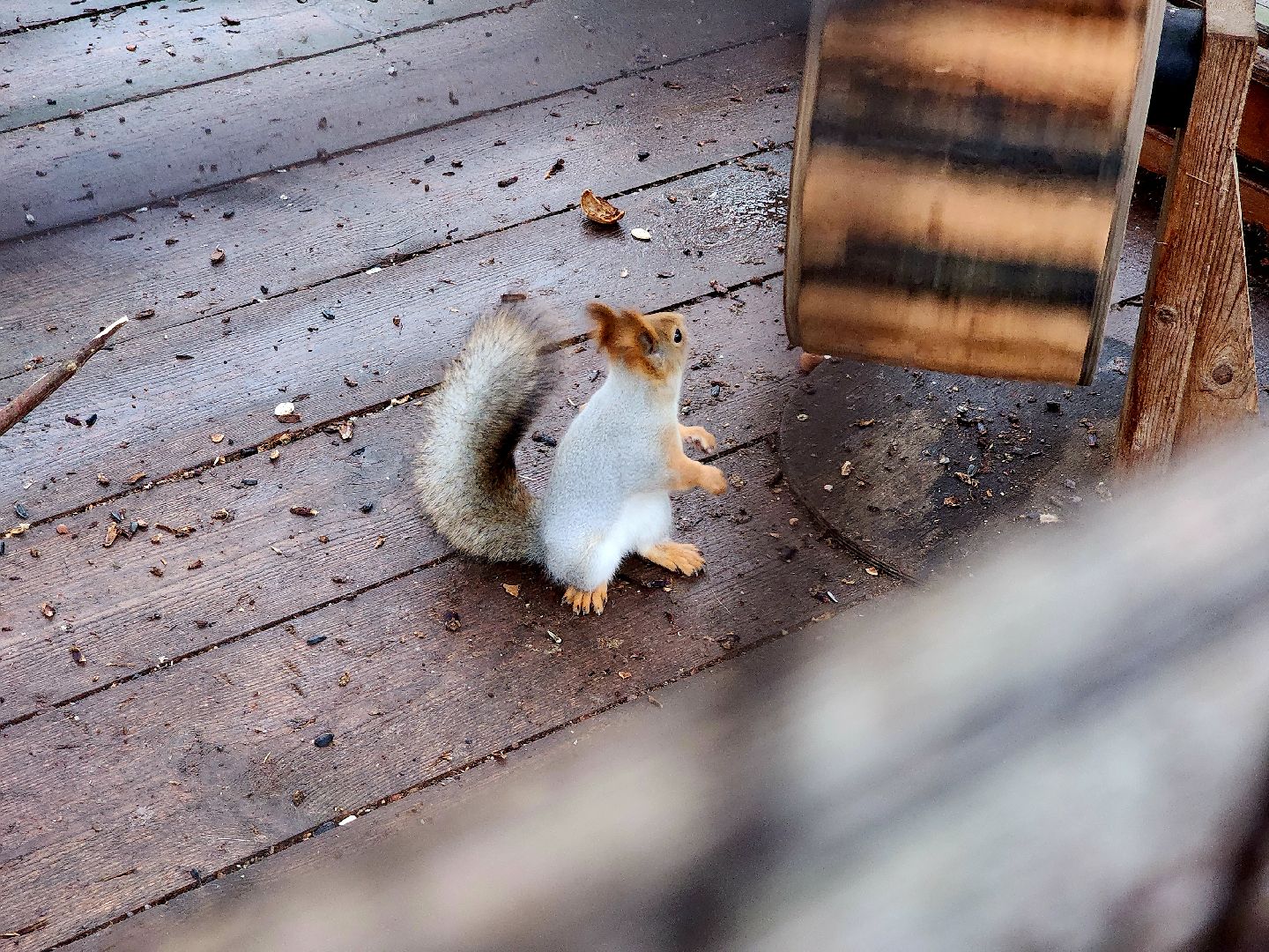 белки в парке, ликино-дулево, орехово-зуевский округ,