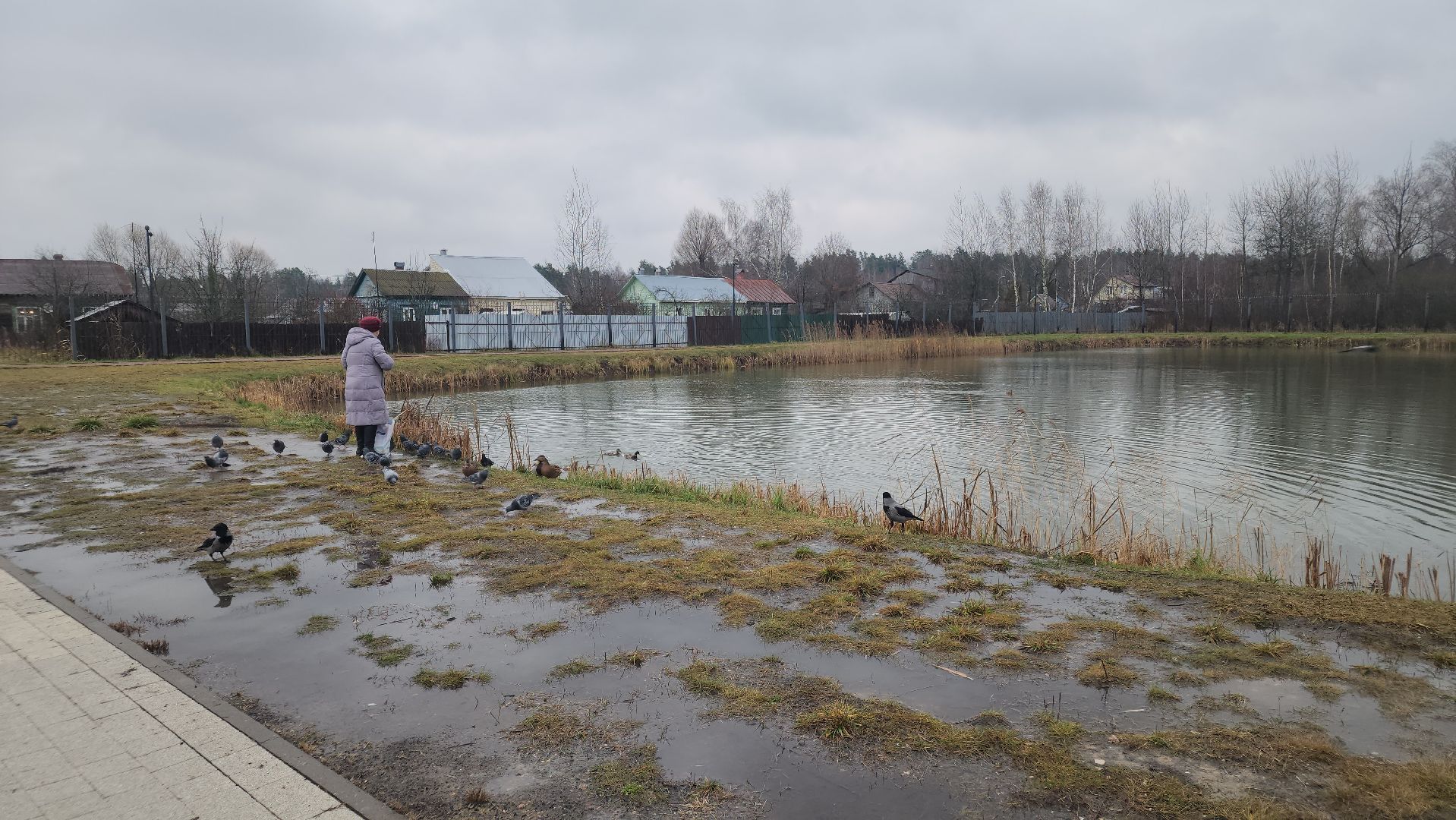 белки в парке, ликино-дулево, орехово-зуевский округ,