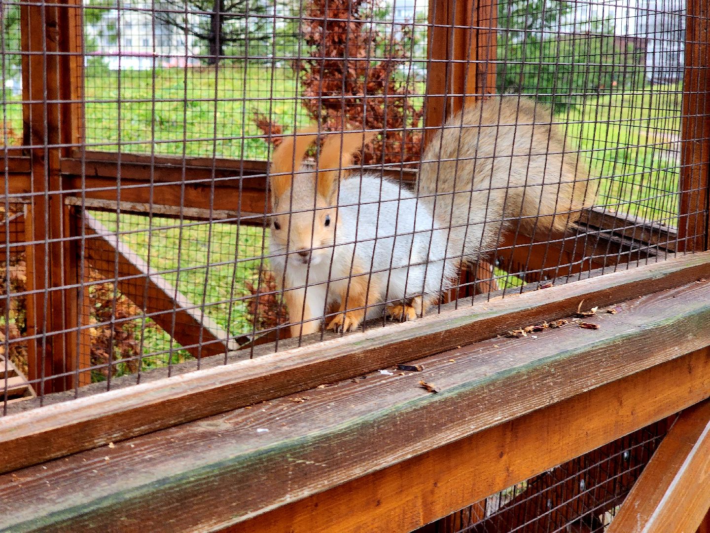 белки в парке, ликино-дулево, орехово-зуевский округ,