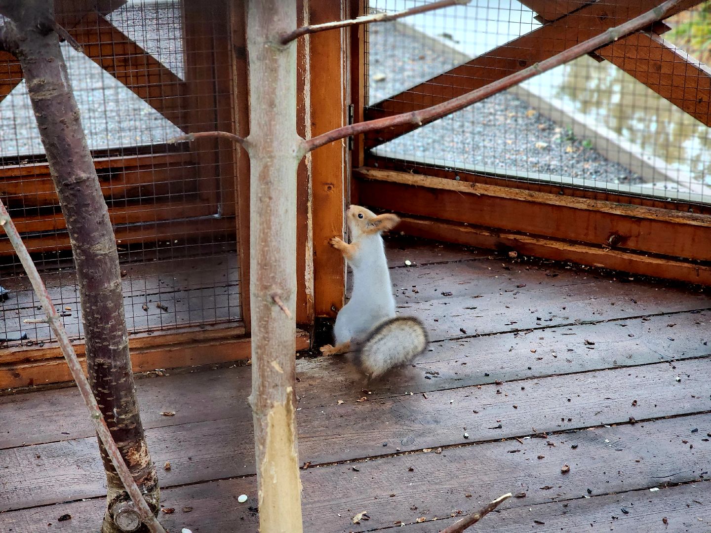 белки в парке, ликино-дулево, орехово-зуевский округ,