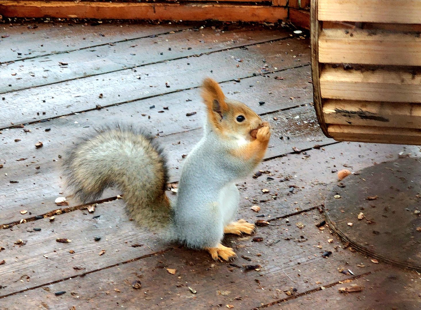 белки в парке, ликино-дулево, орехово-зуевский округ,