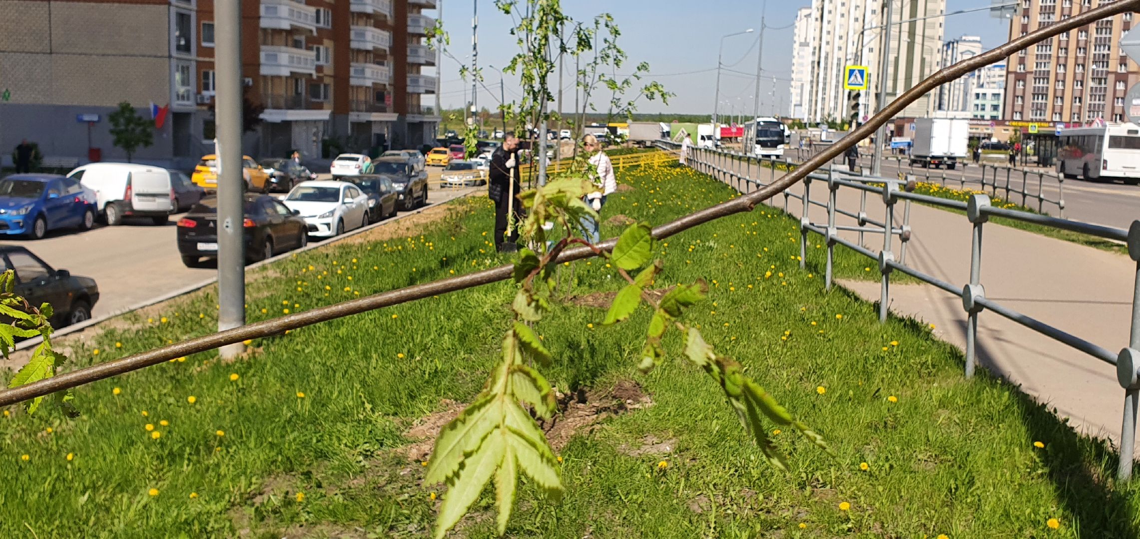 Лес Победы, Домодедово, акция