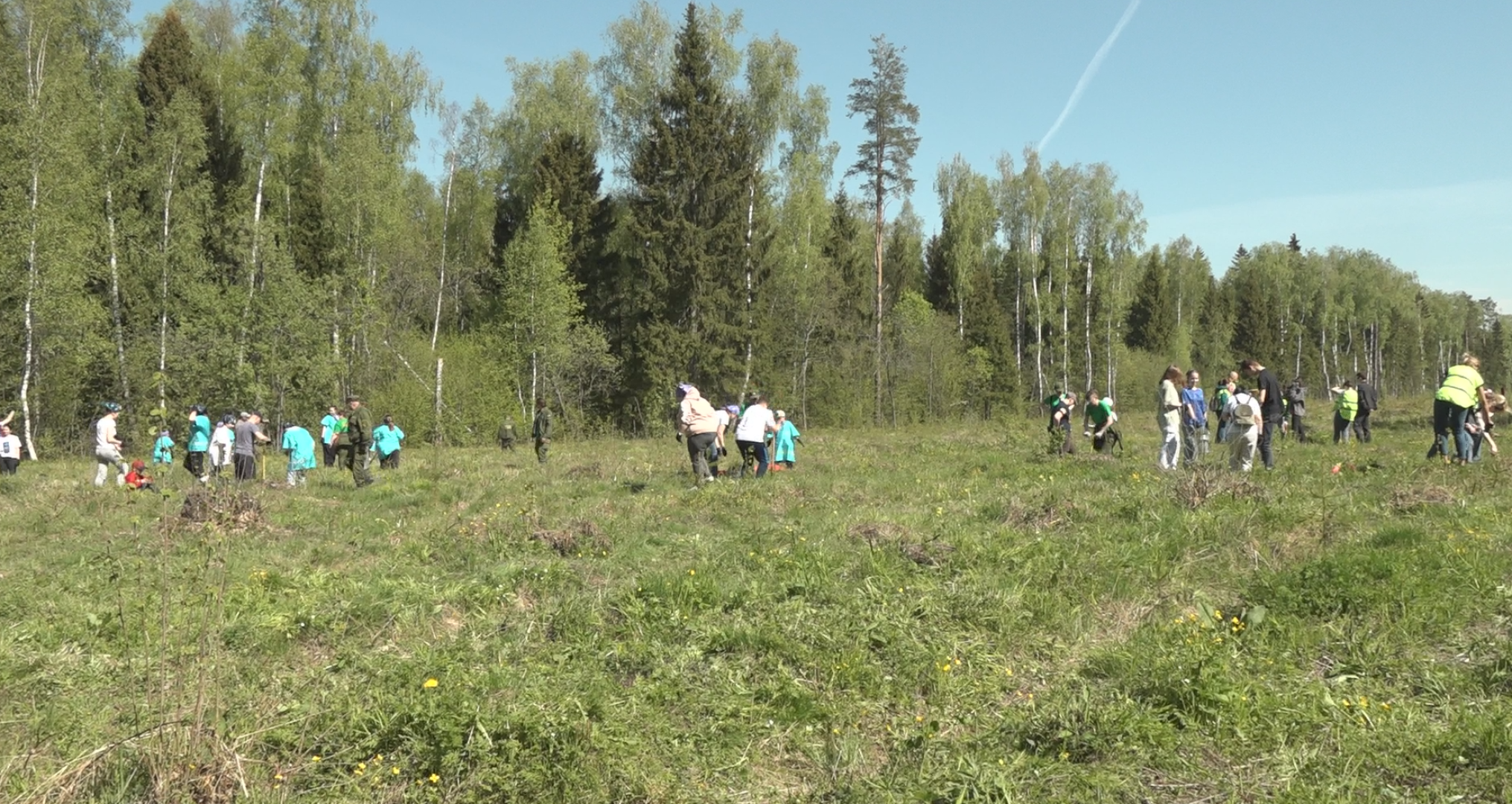 Лес Победы, Домодедово, акция