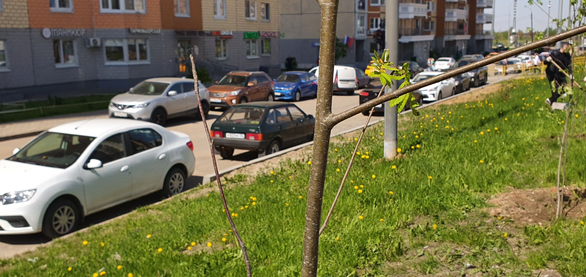 Лес Победы, Домодедово, акция