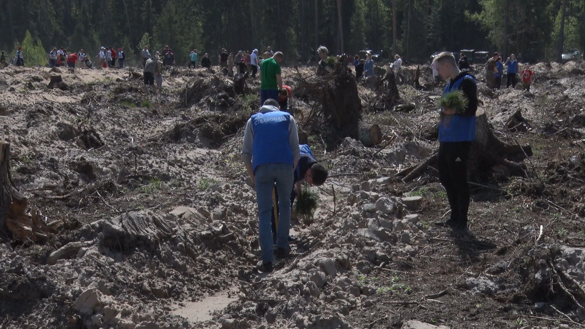 Лес Победы, акция, Орехово-Зуево, Заголовацкий, Коркин, посадка леса