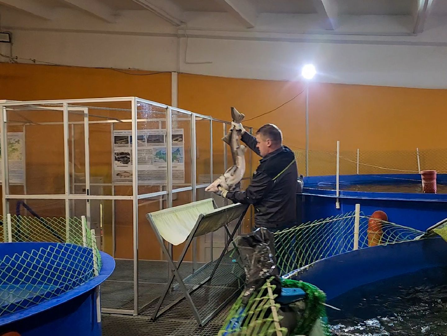 Подольск, виж имени эрнста, Осетр, Рыбы, Наука, Ученый, Премия,