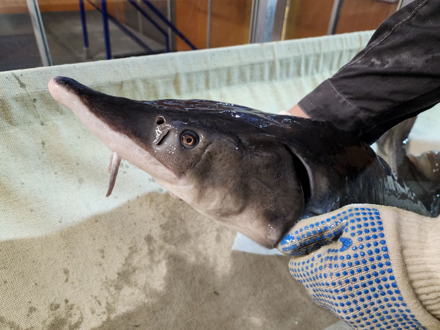 Подольск, виж имени эрнста, Осетр, Рыбы, Наука, Ученый, Премия,