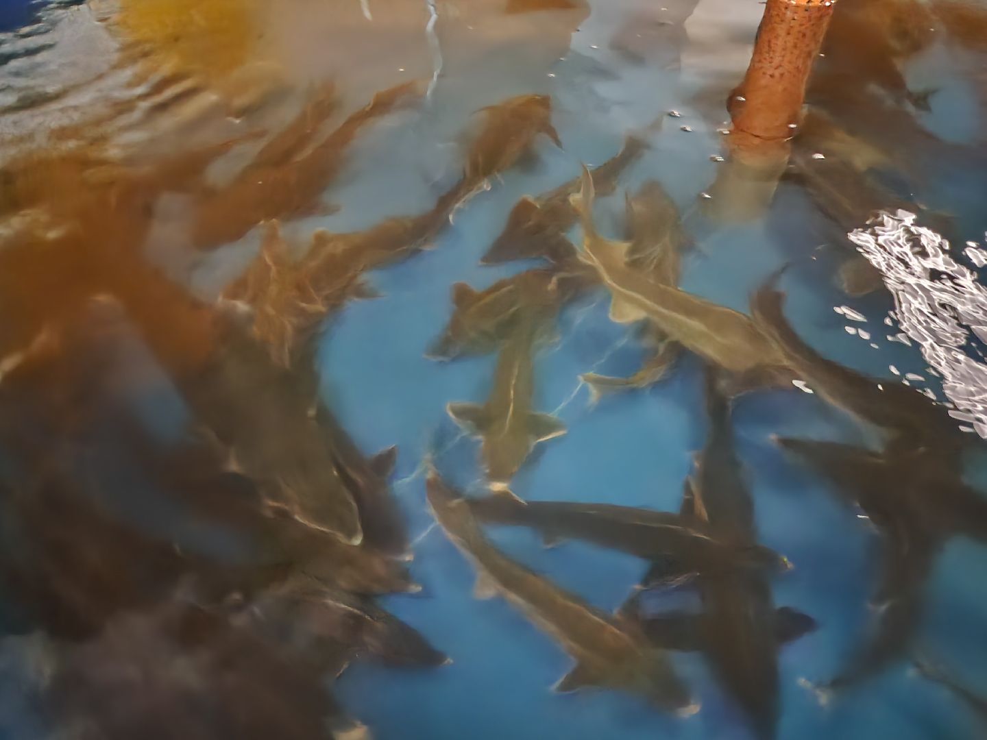 Подольск, виж имени эрнста, Осетр, Рыбы, Наука, Ученый, Премия,